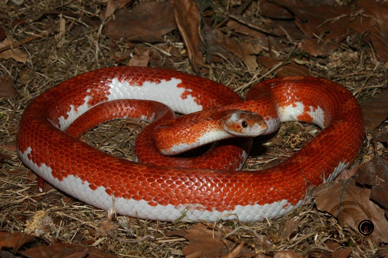 Pied Sided Bloodred